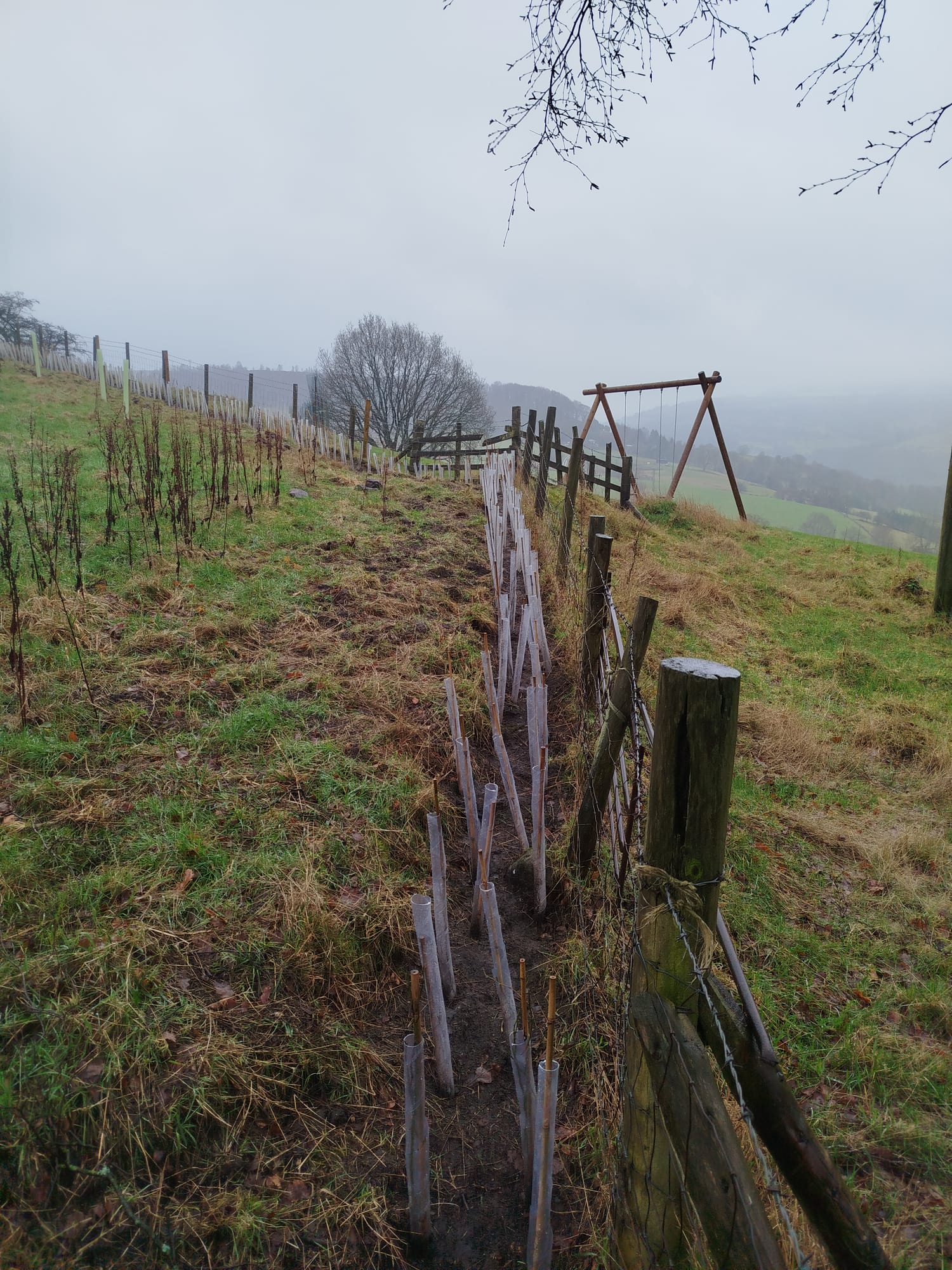 Forus Tree | Hebden Bridge