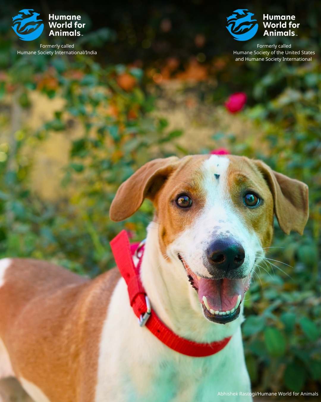 Humane World for Animals added... - Humane World for Animals