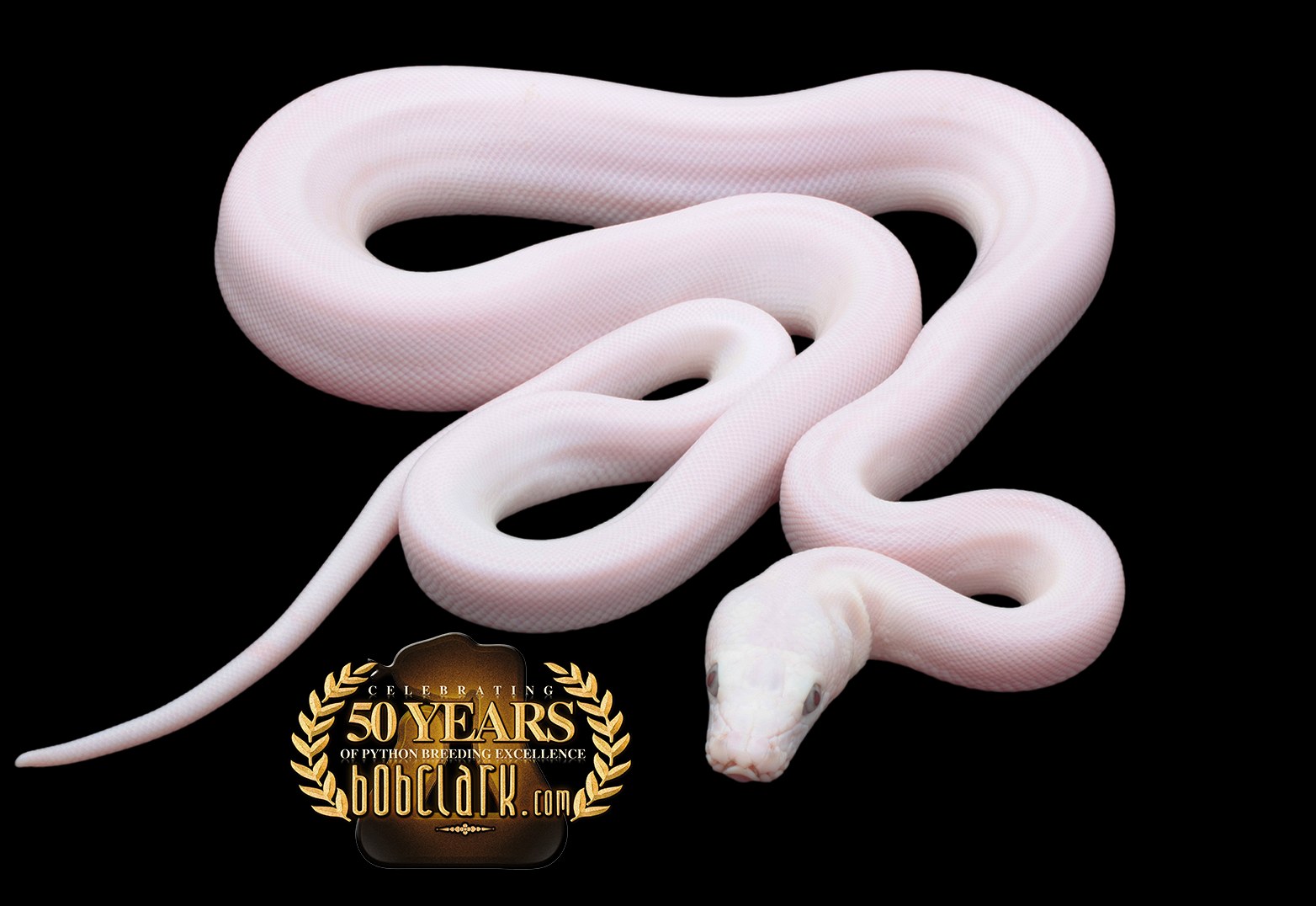 Super phantom reticulated python,... - Bob Clark Reptiles | Facebook