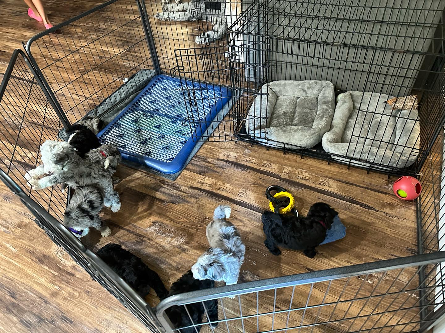 The puppies have been... - Phoenix Sheepadoodle puppies