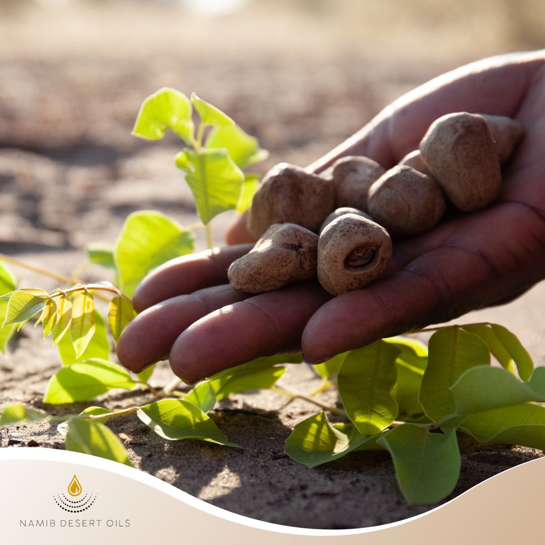 Namib Desert Oils - Why Choose Namib Desert Oils’ Marula Oil? 🌿Our ...