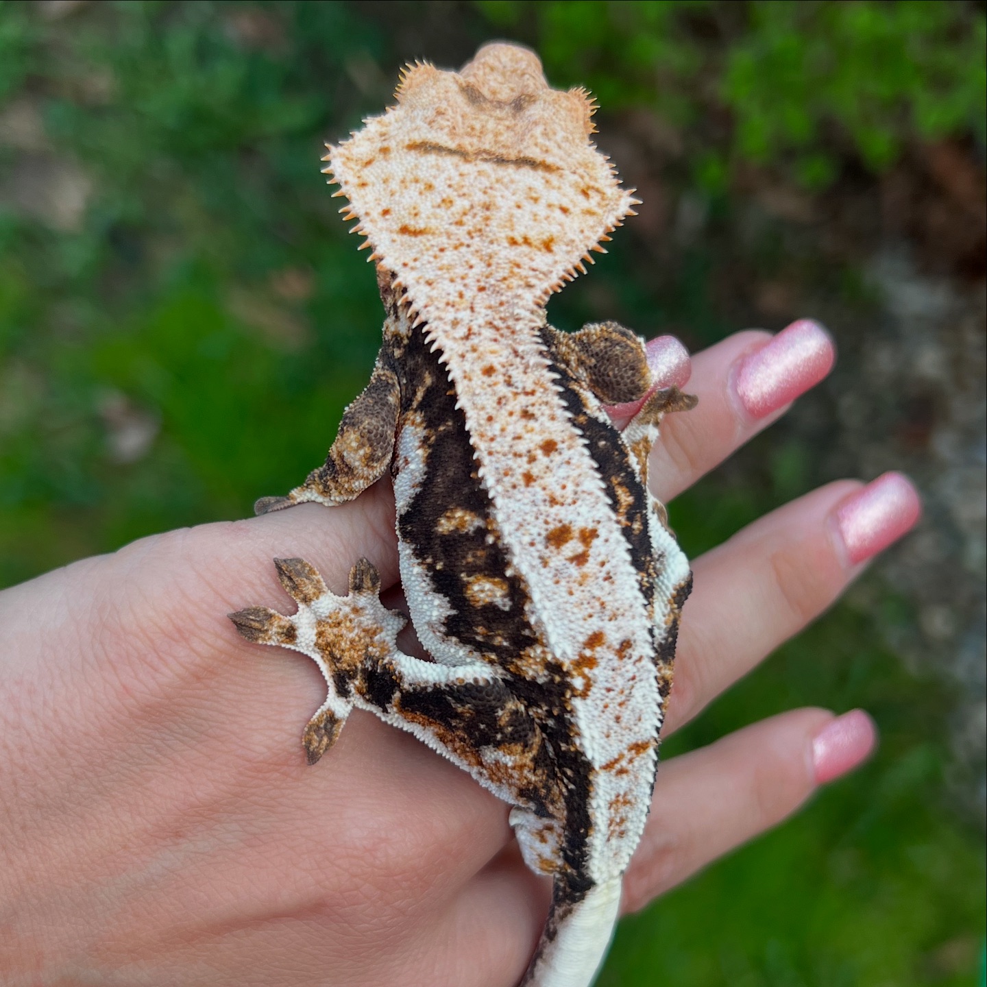 Aspiro Geckos