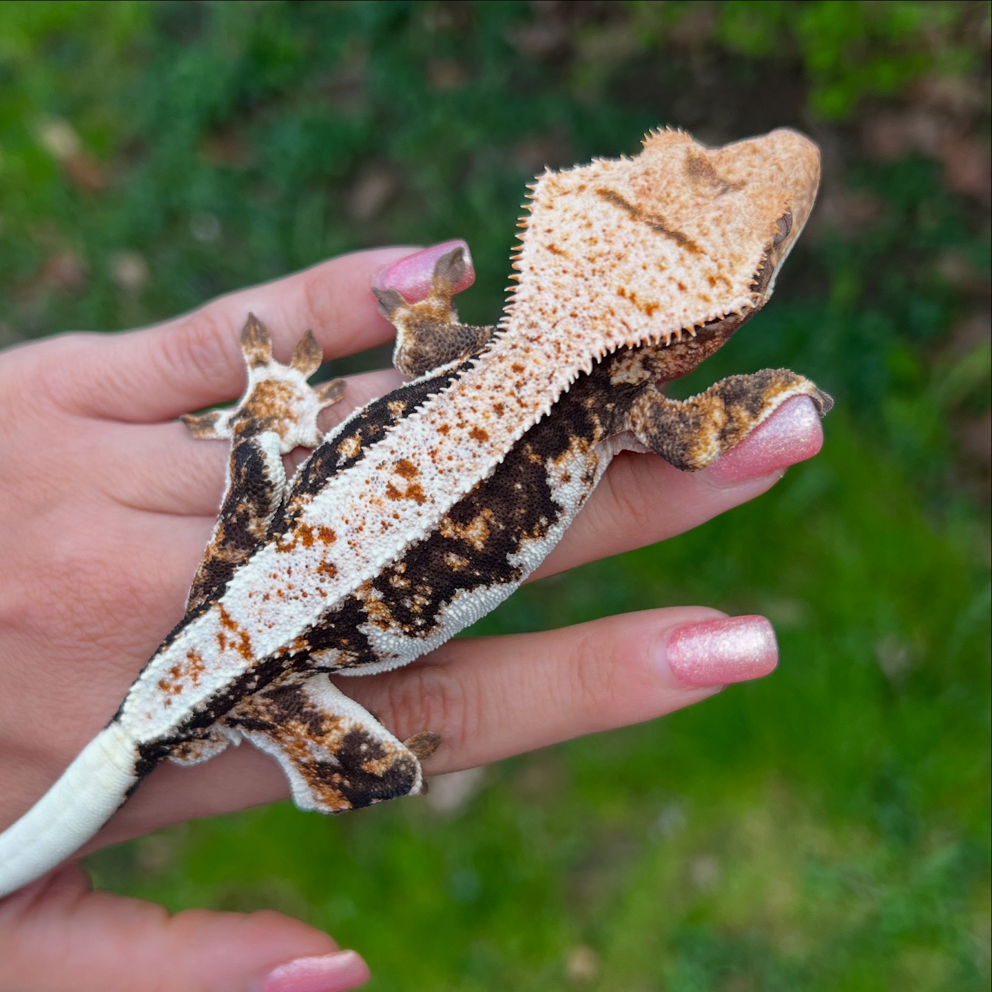 Aspiro Geckos