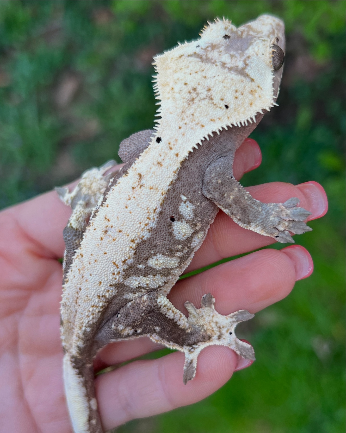 Aspiro Geckos