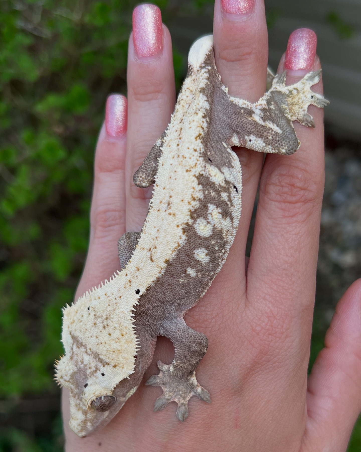 Aspiro Geckos