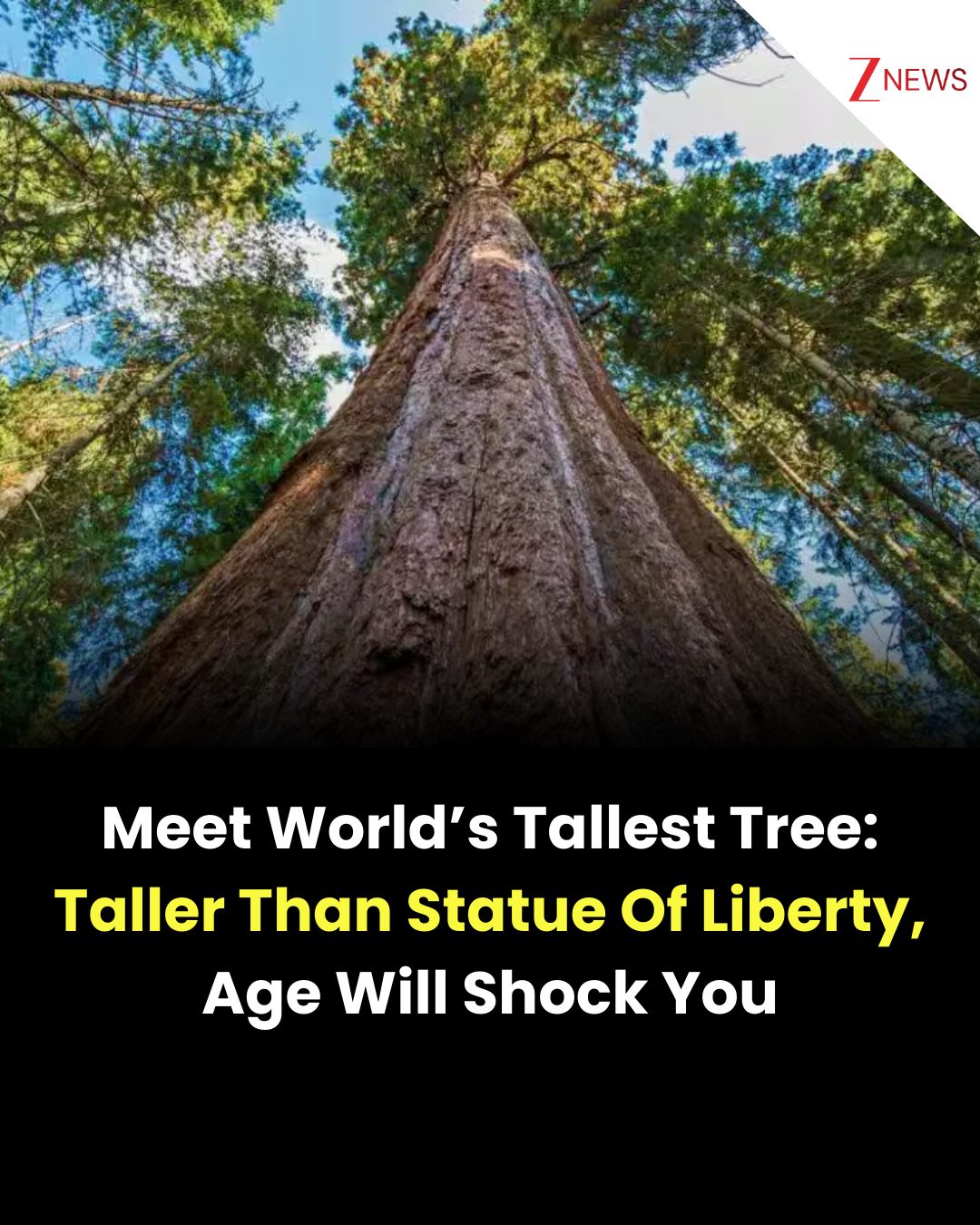 Zee - Meet World’s Tallest Tree: Taller Than Statue Of Liberty, Its Age ...