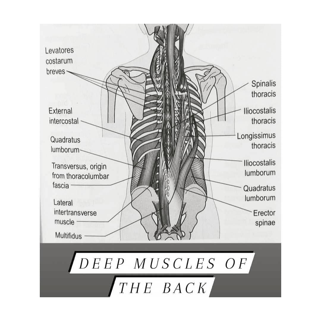 Did u knw? 👉Deep muscles of the back.... - anatomy_world_001