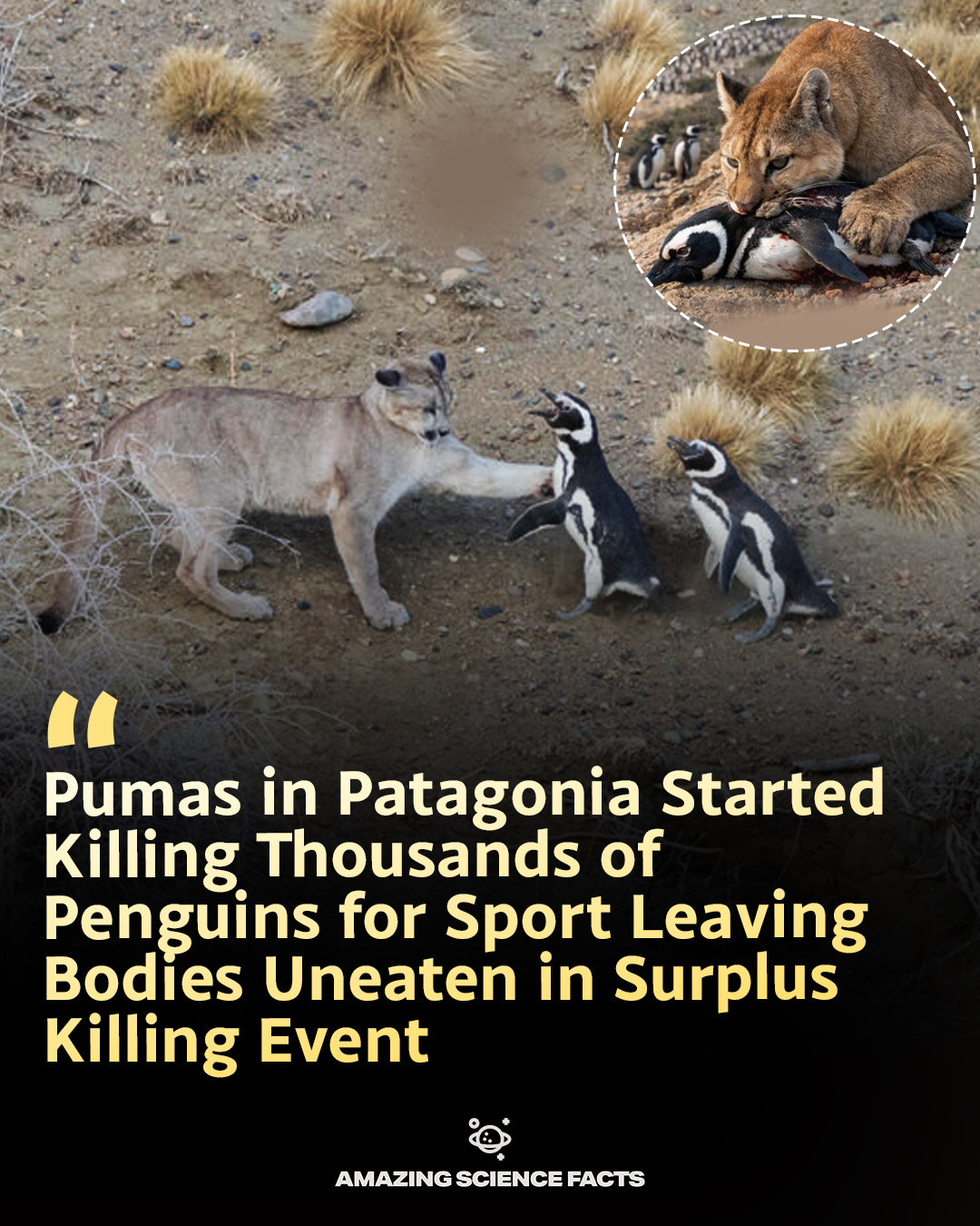 Amazing - Cats just found an all-you-can-eat buffet of flightless birds ...