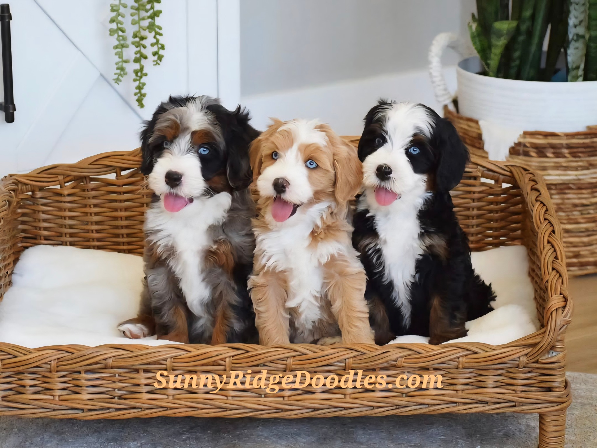 Ruff N Tumble Mini... - Ruff N Tumble Mini Aussie Doodles