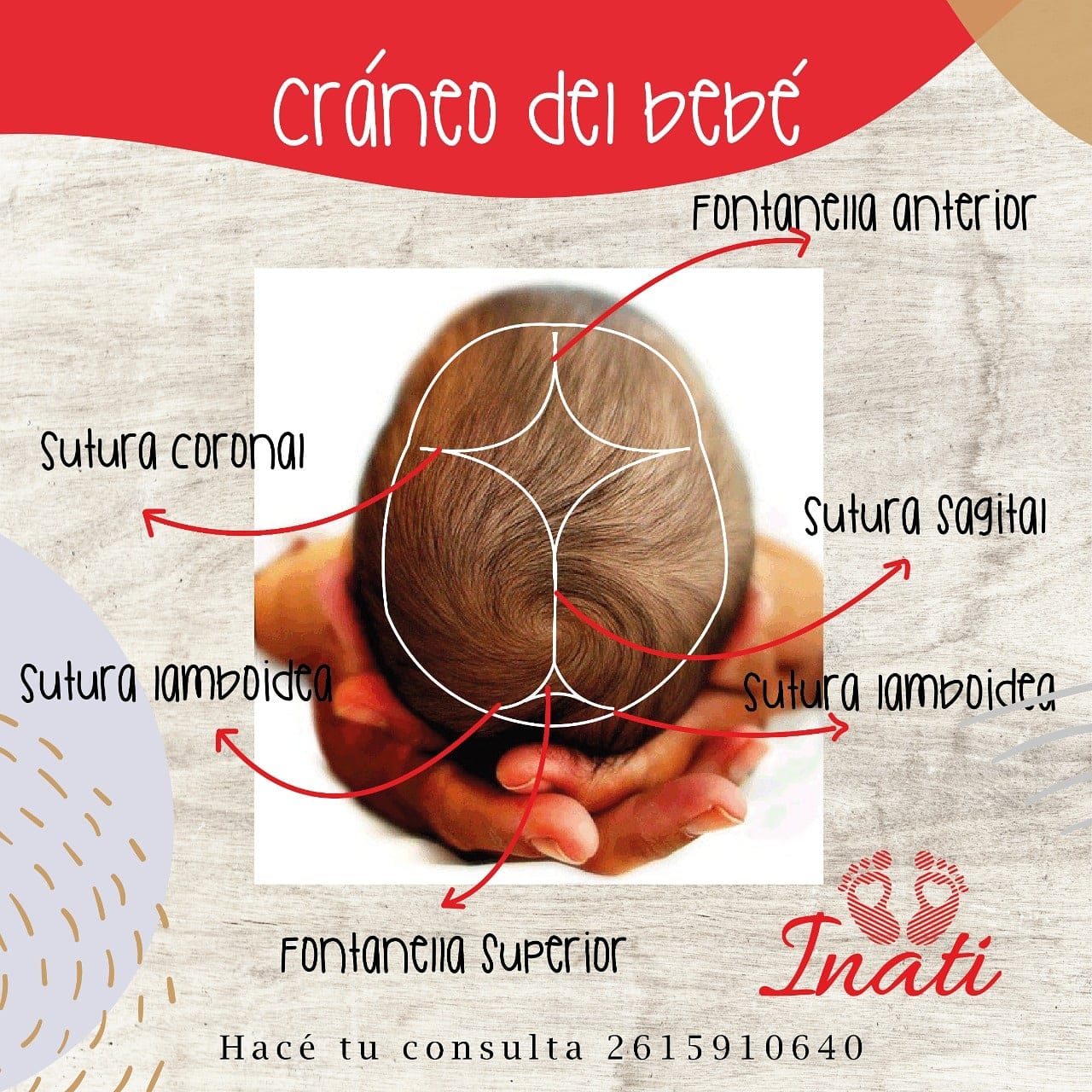 Inati Bebe - ⚠️Es muy importante conocer el cuerpo de... | Facebook
