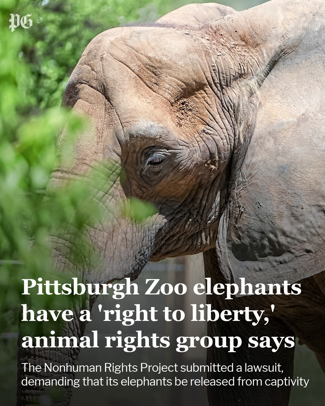 Pittsburgh - An animal rights group is asserting that five elephants at ...