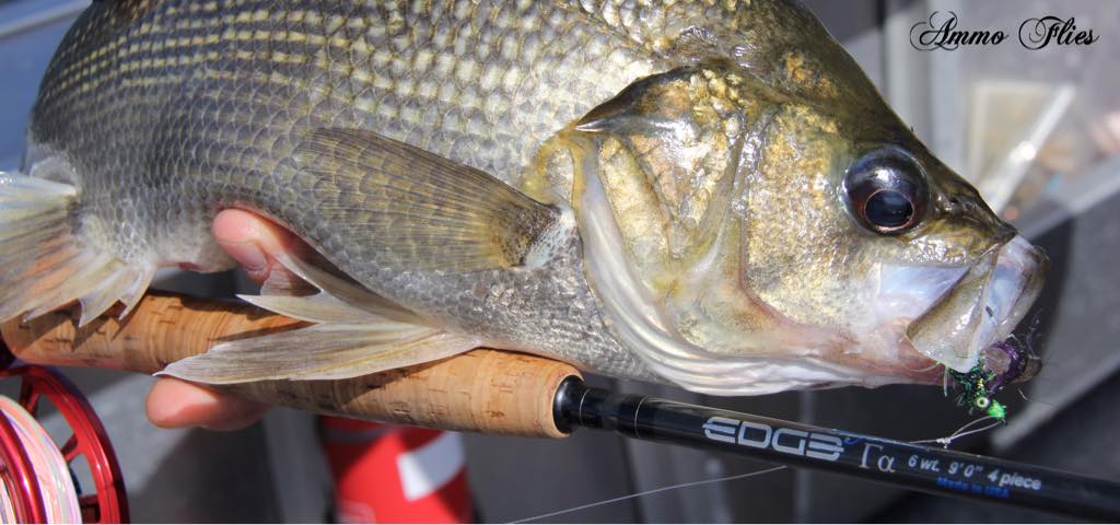The new Edge fly rod has been getting... - FishTec Solutions