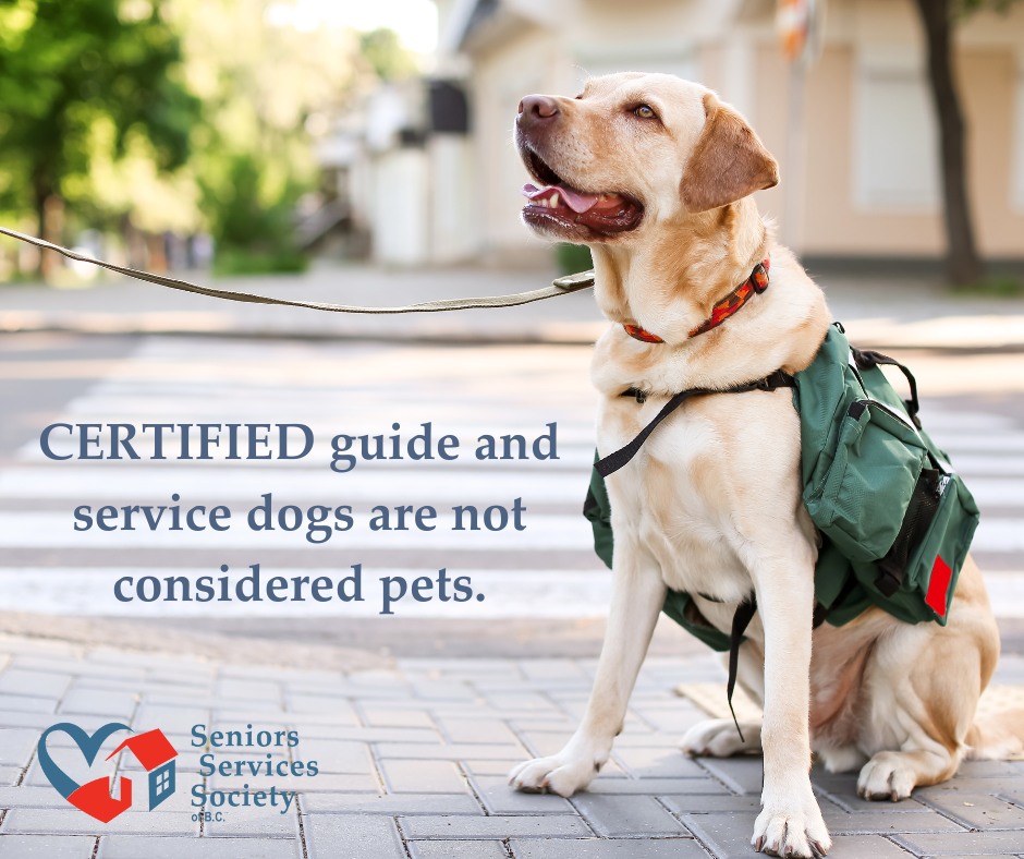 Seniors - In honour of Puppy Day...a reminder: If you are you a senior ...