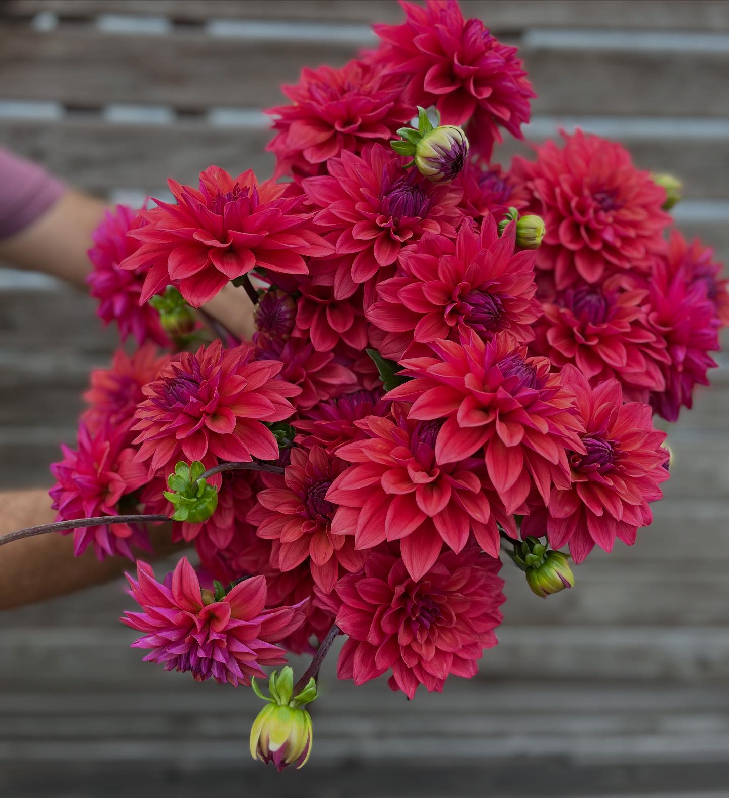 💐 The beauty of fall in one bloom! The... - Dutch Roots Farm | Facebook