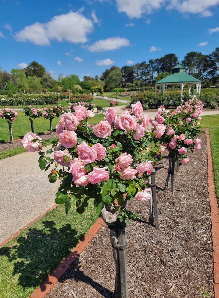 Victoria State Rose Garden... - Victoria State Rose Garden