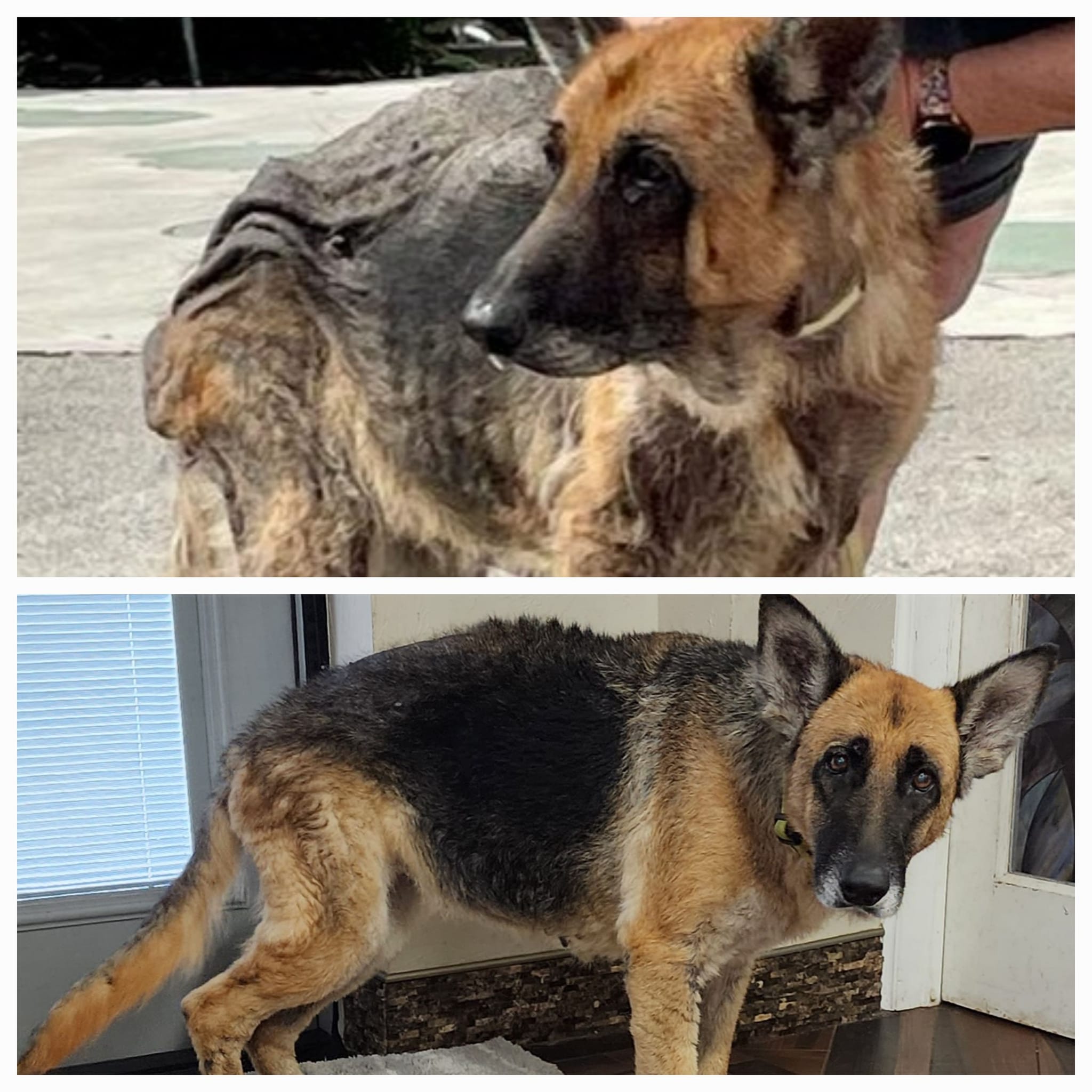Big Cypress German Shepherd Rescue