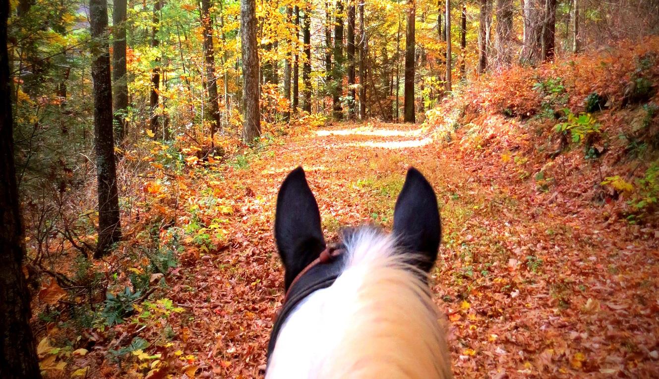 The Outback Stables | Vergennes IL