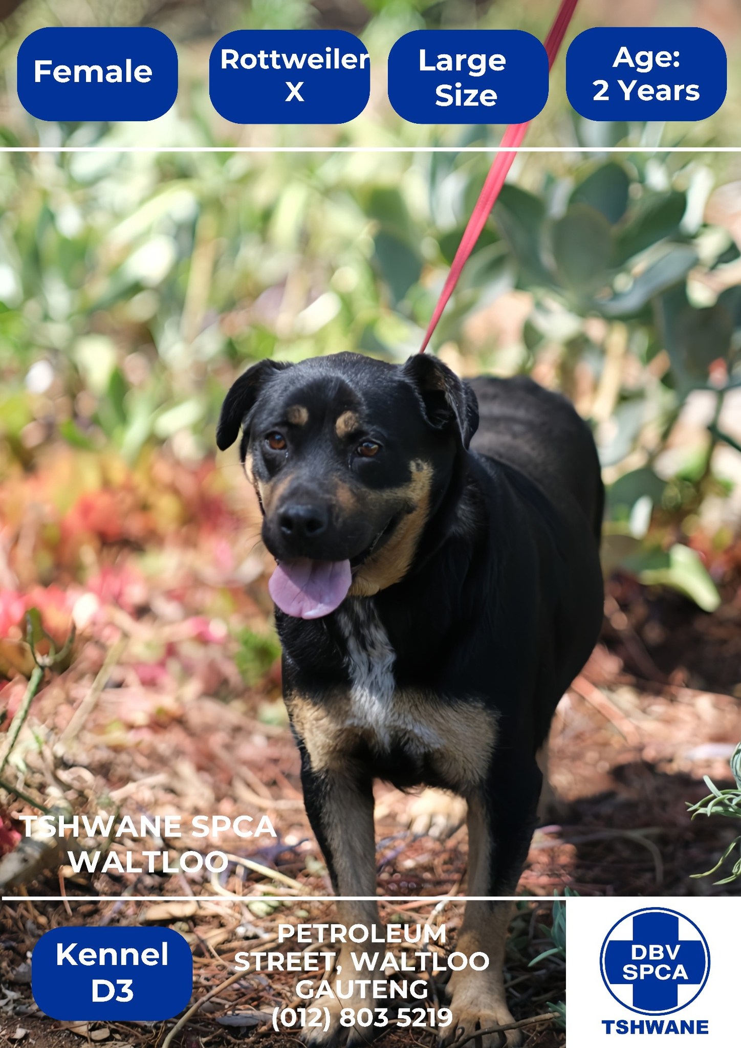 Tshwane SPCA - Tshwane SPCA added a new photo — in Gauteng.