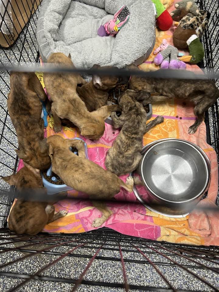 Clay - Seeking information about 7 abandoned, emaciated 6-8 week old ...