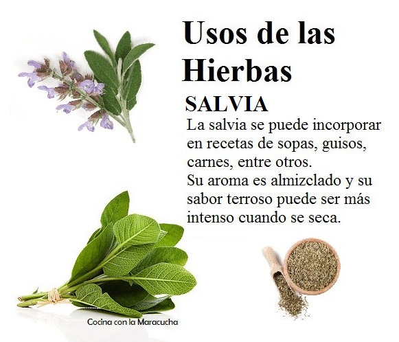 Planta De Salvia Natural – Hierba Aromática Para Cocinar, Fácil De Cultivar En Maceta O Jardín