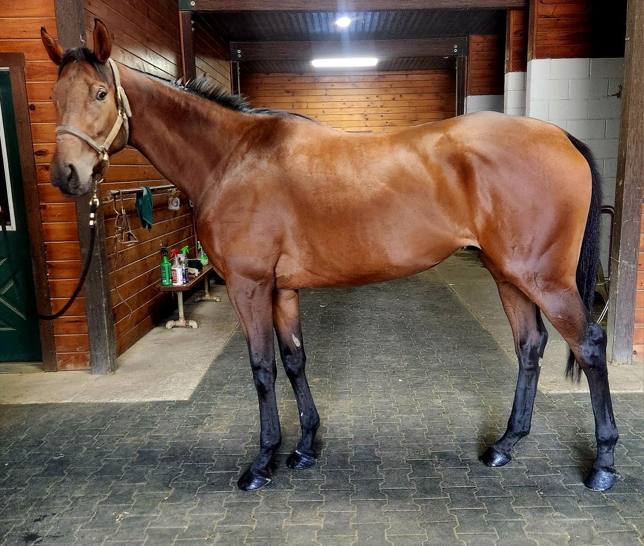 ReRun Thoroughbred Adoption... - ReRun Thoroughbred Adoption