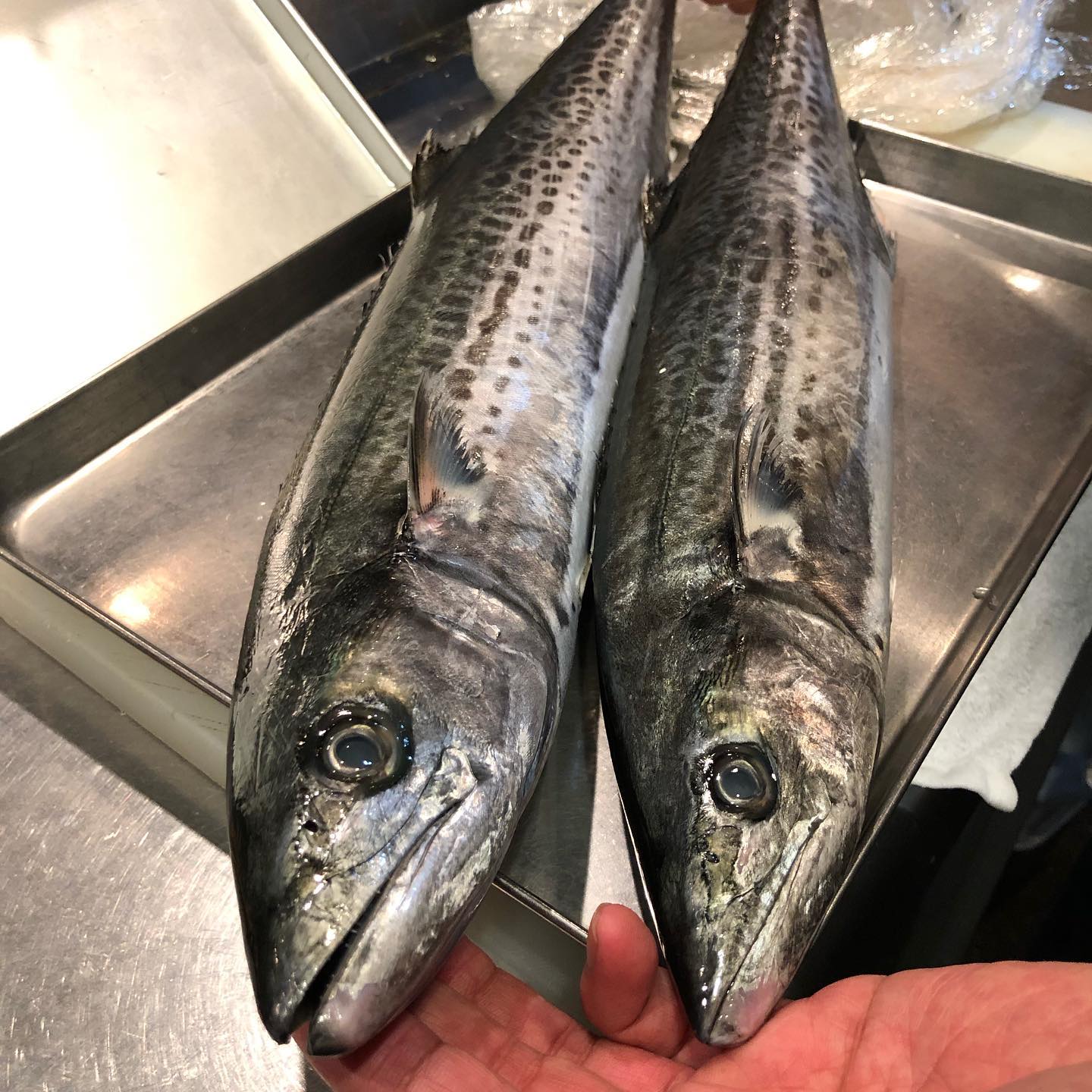 平河町 川澄 江戸前のサゴシ 鰆の幼魚 お刺身で出します きれいな身 平河町川澄 お造りが美味しい Facebook