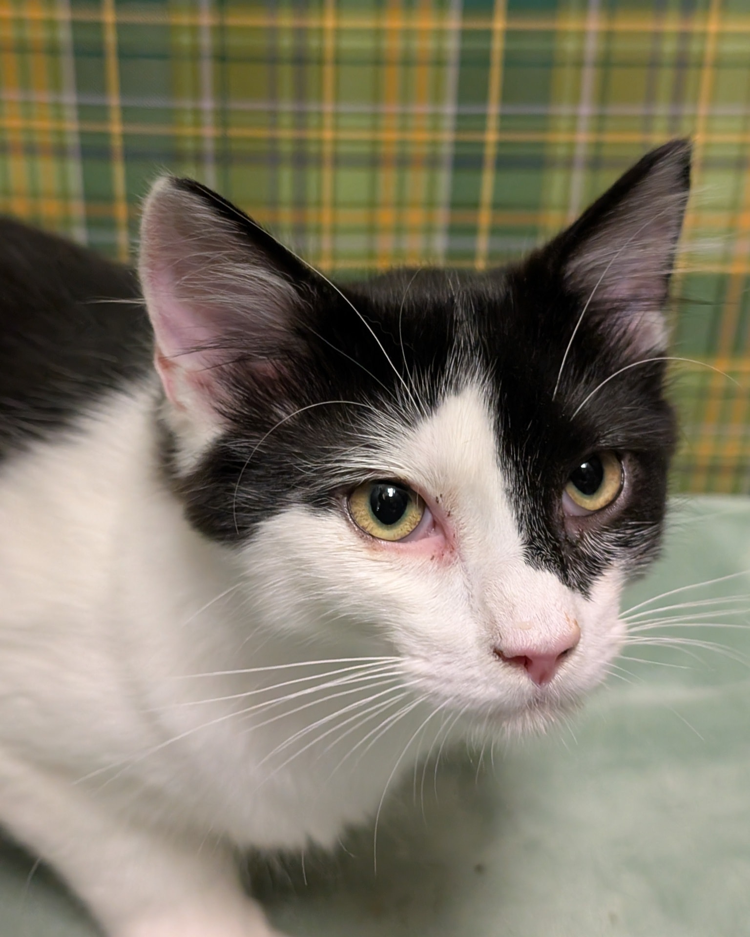 Triad Independent Cat... - Triad Independent Cat Rescue
