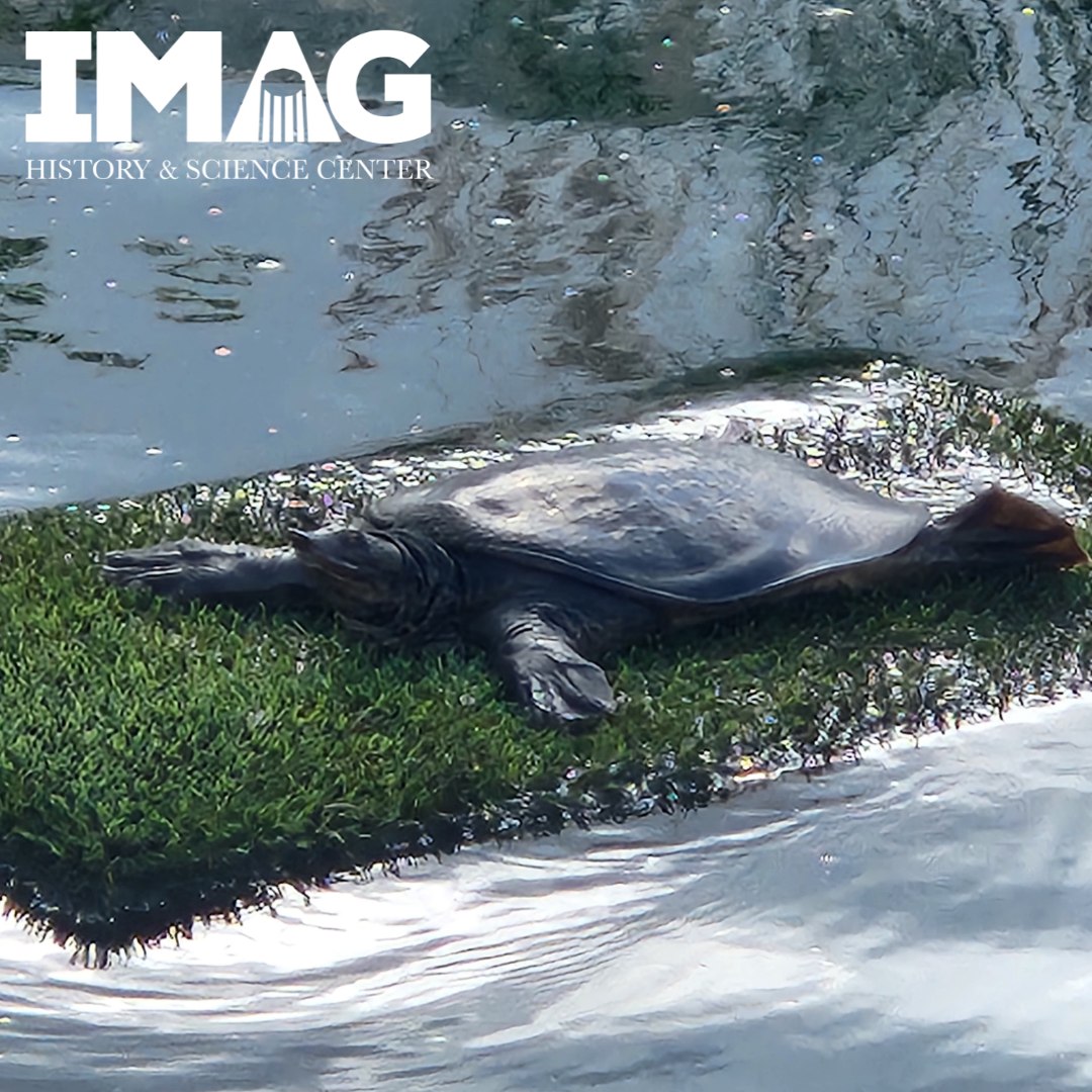 IMAG - Pancake the softshell turtle is one of Earnie's Estuary's most ...