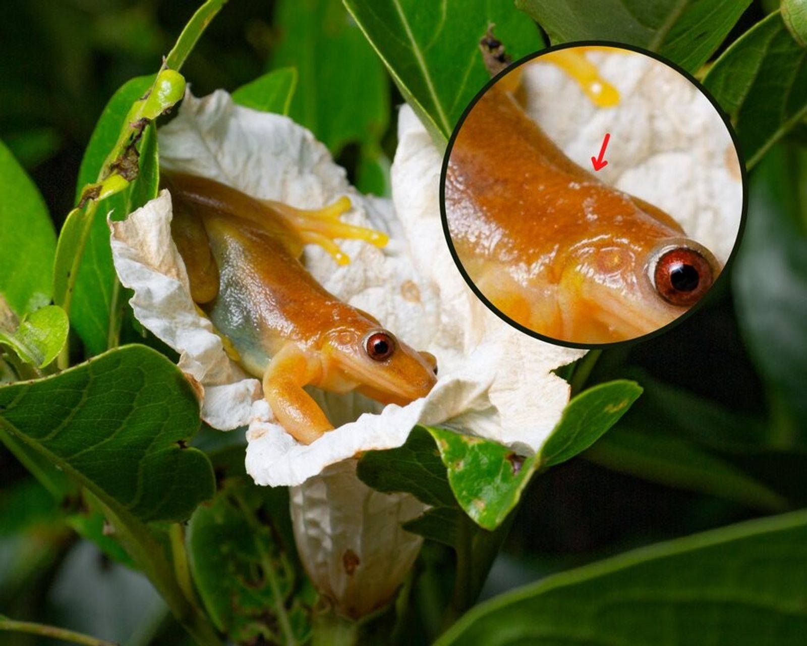 BioTuber - La rana Xenohyla truncata es uno de los pocos anfibios en el ...