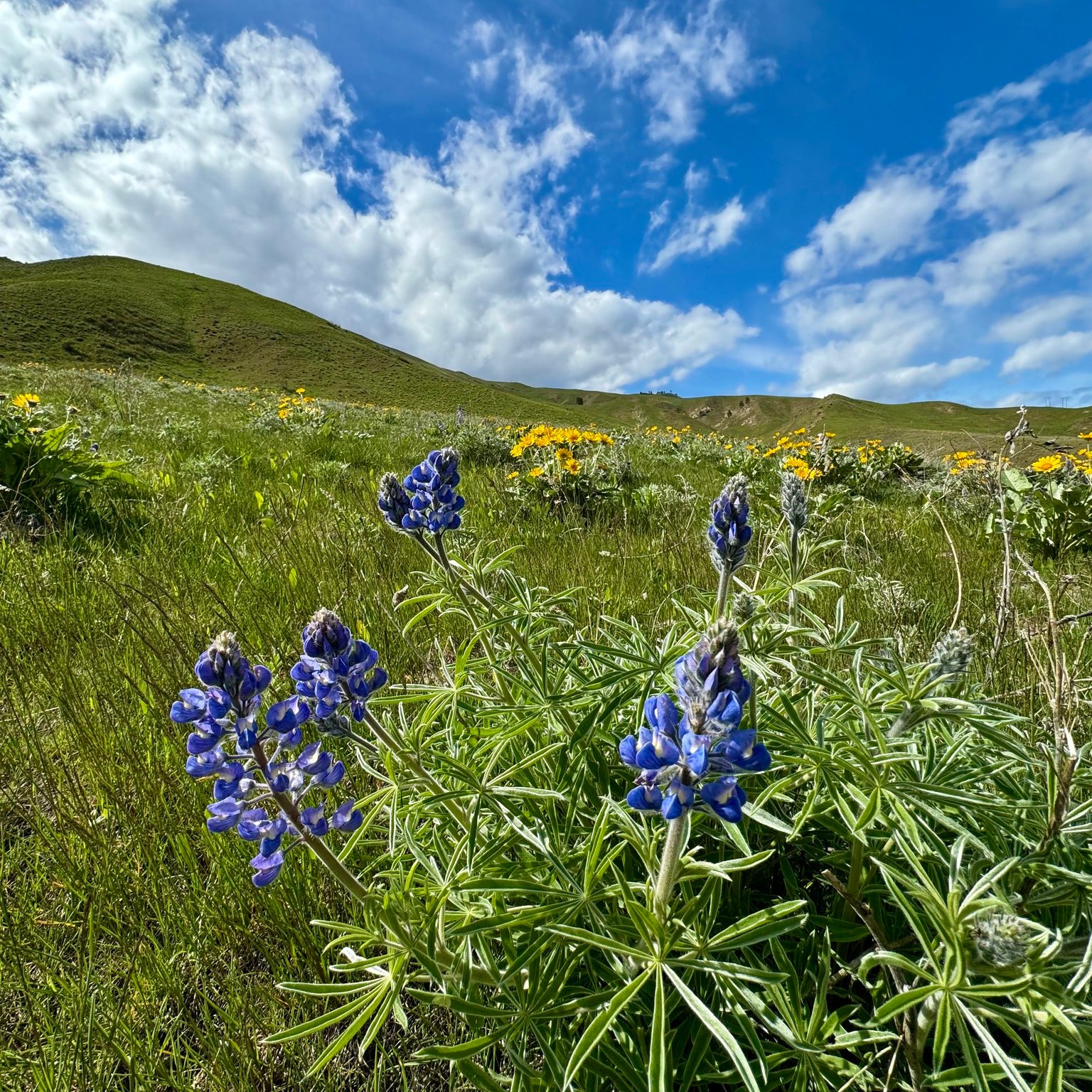 🌸🌼 Spring Flowers Are On Their Way!... - Wenatchee Outdoors | Facebook