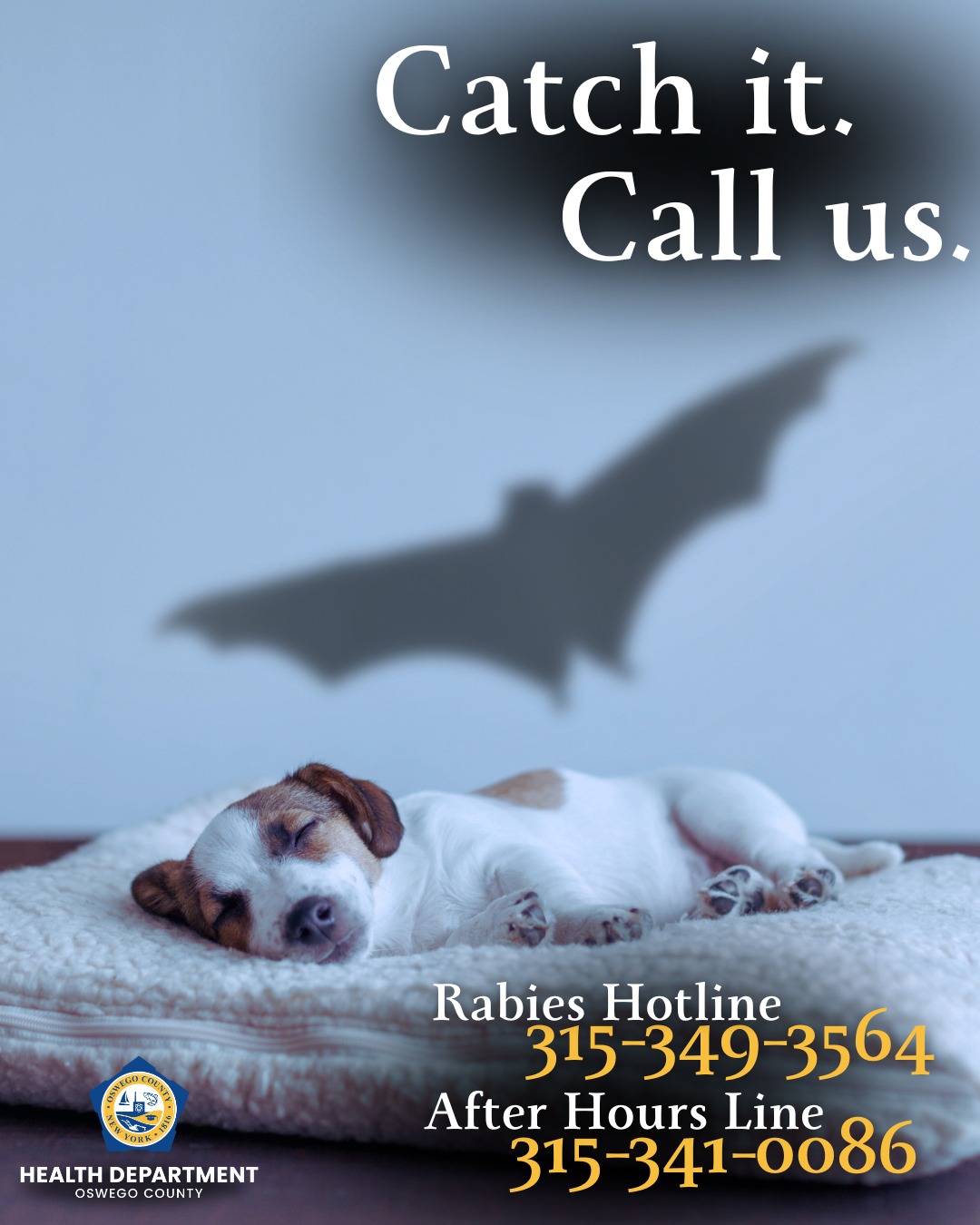 Oswego - Found a bat in your home? Don't panic, the Oswego County ...