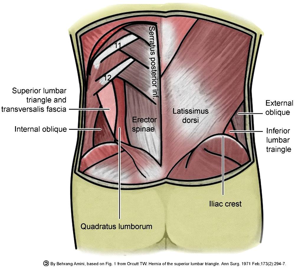 Fascia Transversalis Medizin _ Fascia Transversalis Anatomie – PSEAFU