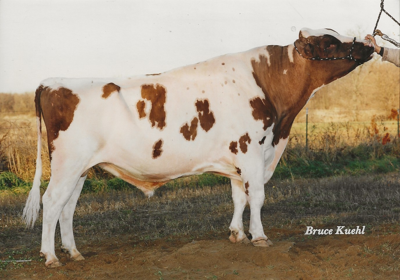 Legendairy - I found 3 photographs of this Red & White bull with no ...