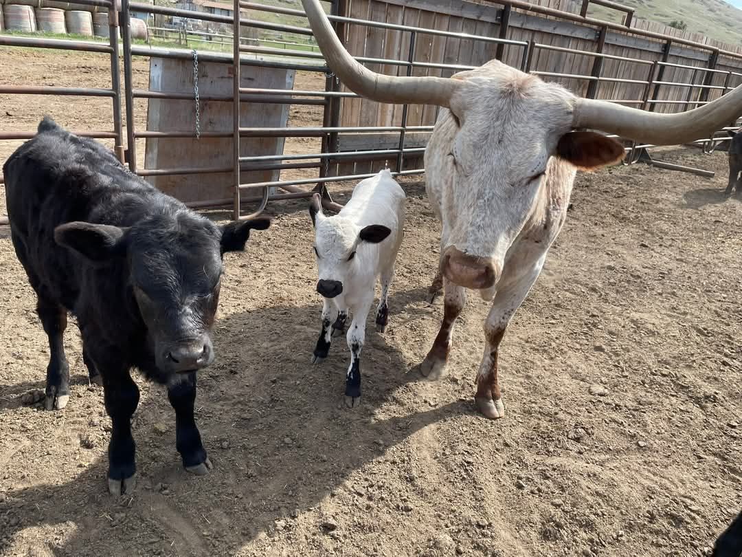 Johnson's Corner Ranch | Sand Coulee MT