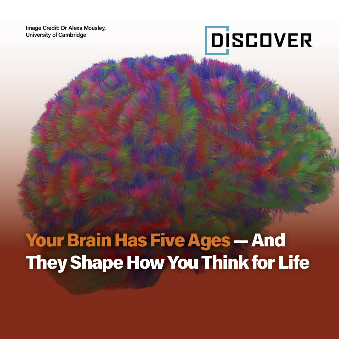 Discover - Learn how five distinct brain ages guide the way we think ...