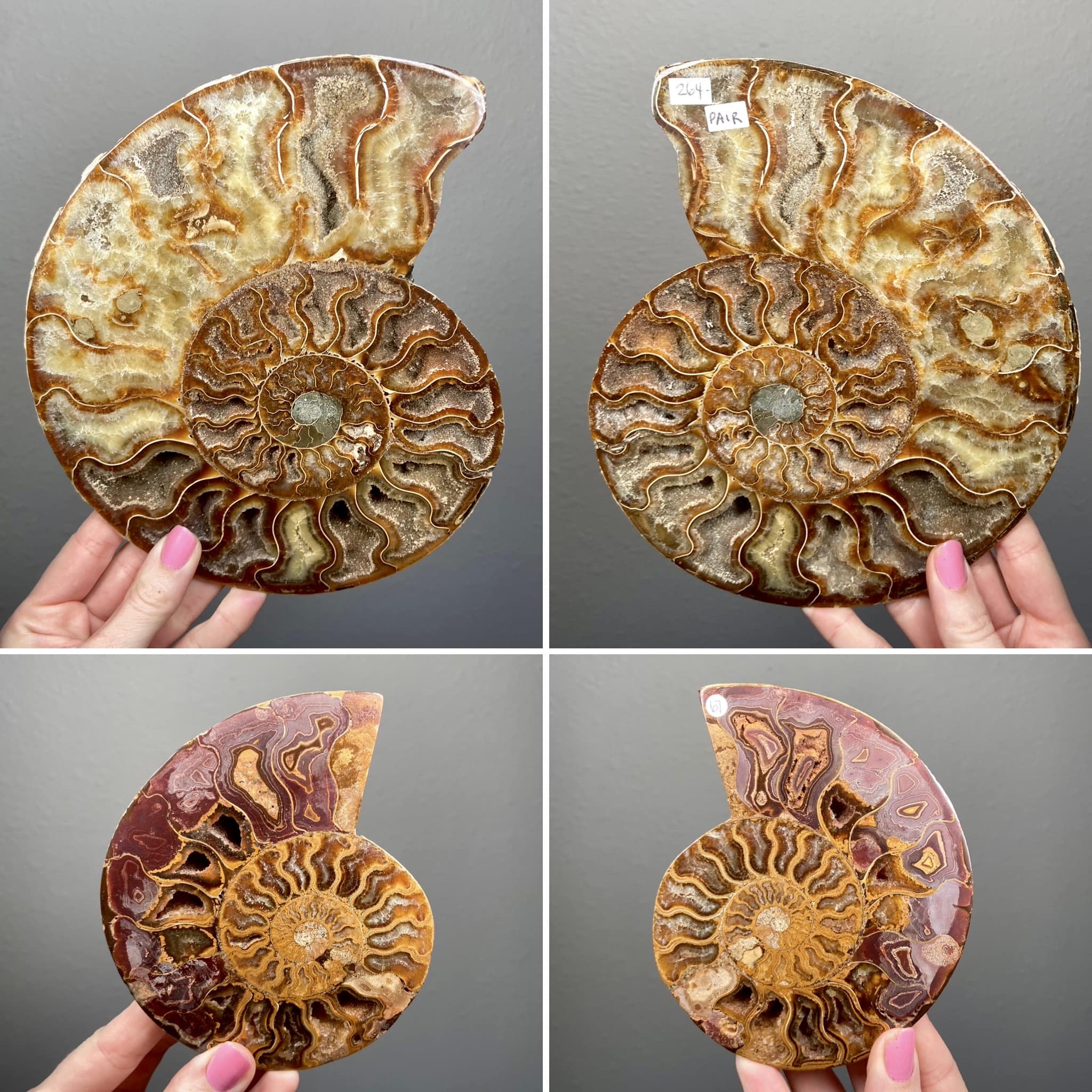 Lucid - 🌊 Ammonites are extinct marine mollusks that thrived for over ...