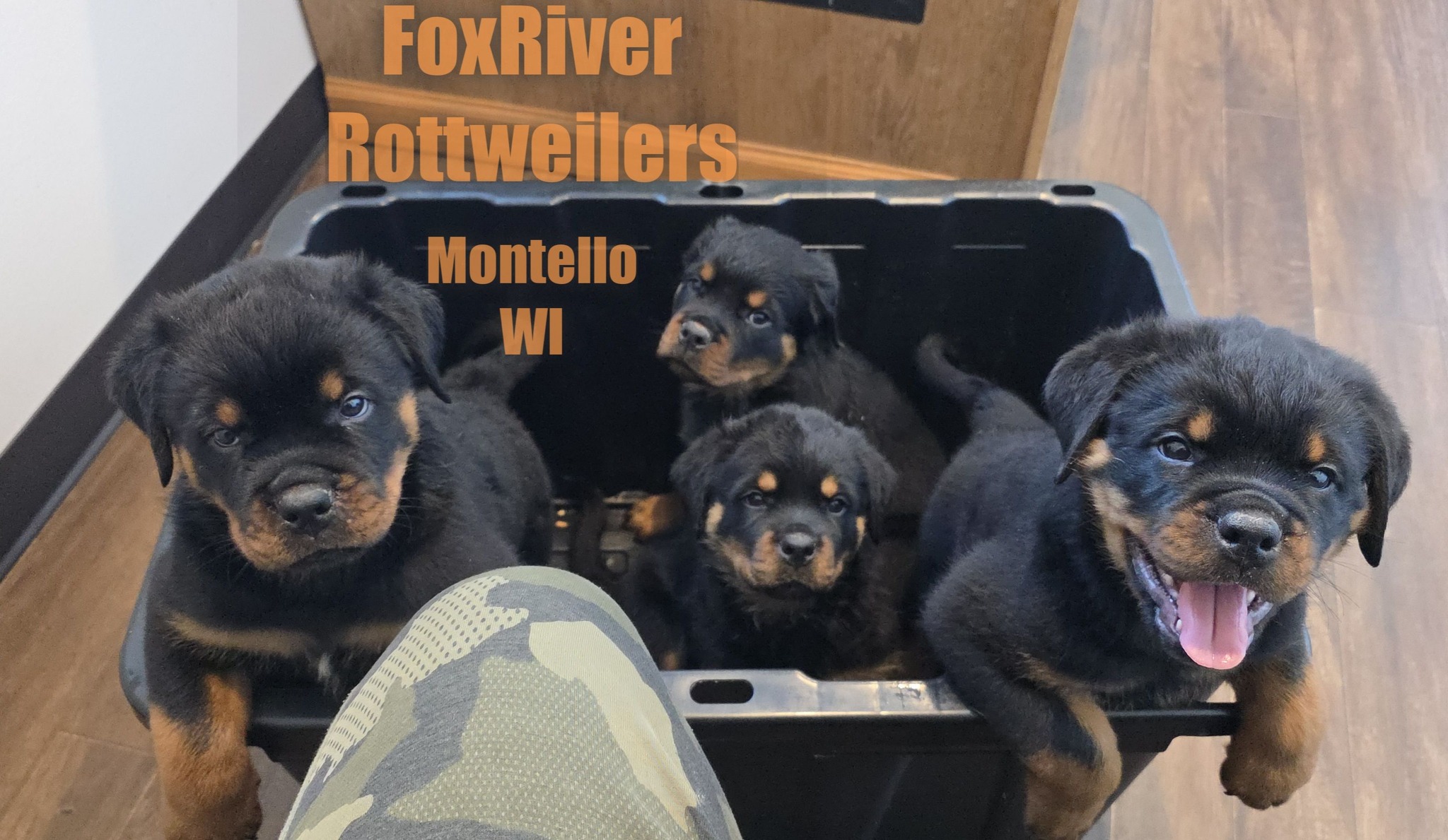 Fox River Rottweilers 
