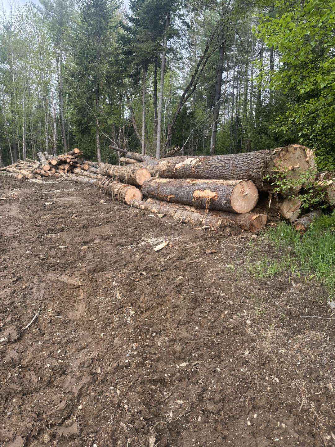 Rice Logging | Wellington ME