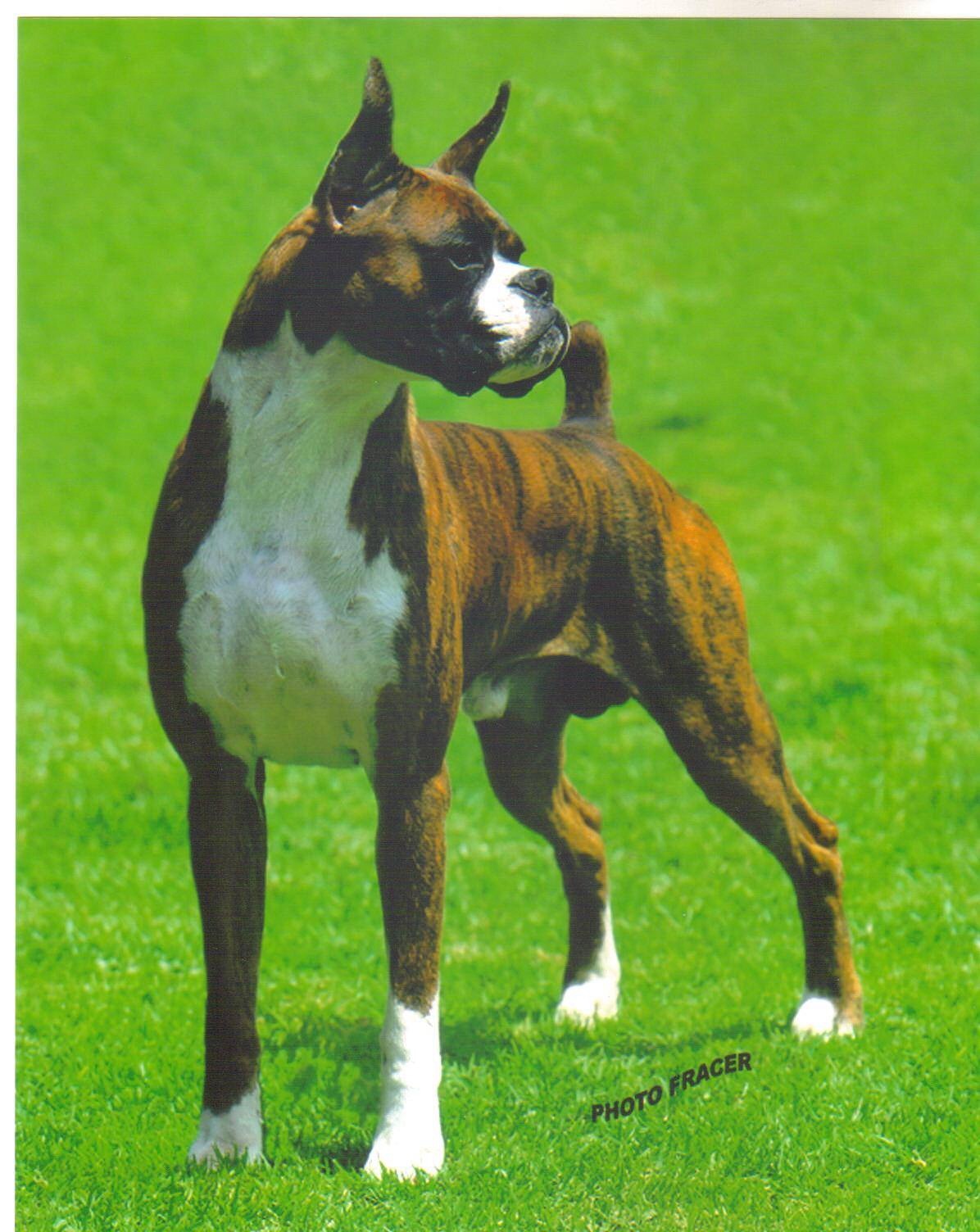 JR Boxers