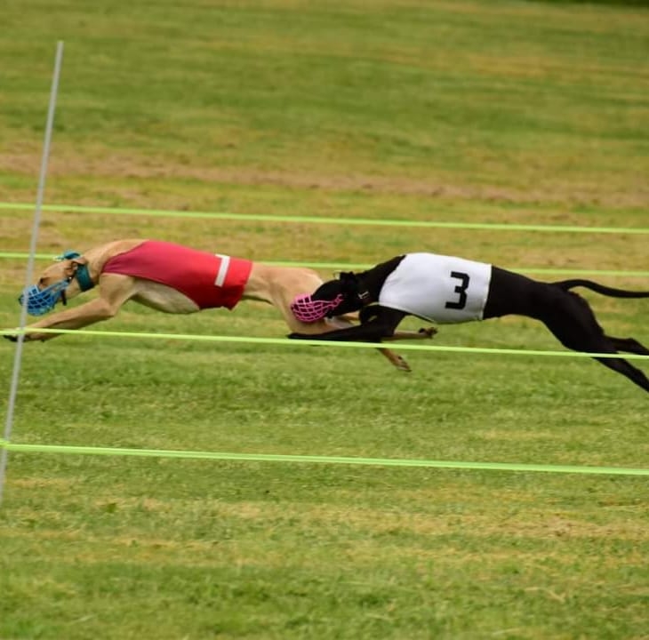 North American Lure Coursing | I want to get into lure coursing but I ...