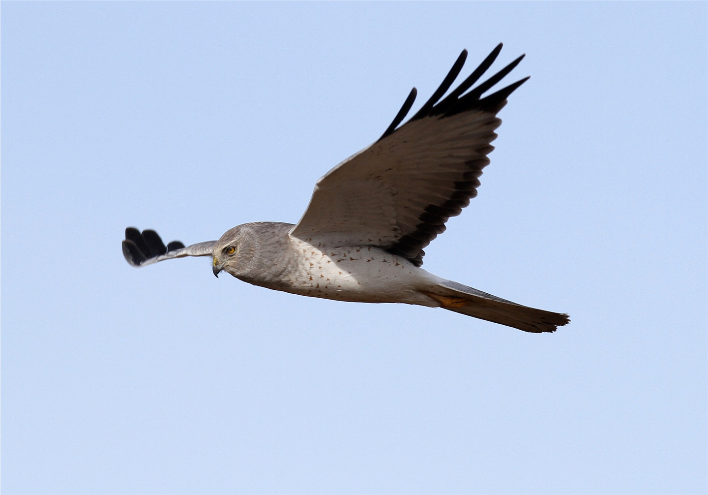 The Peregrine Fund - The Martial Eagle is Africa's largest eagle that ...