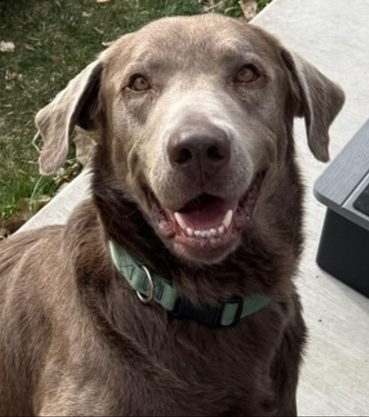 Mile High Labrador Retriever Mission