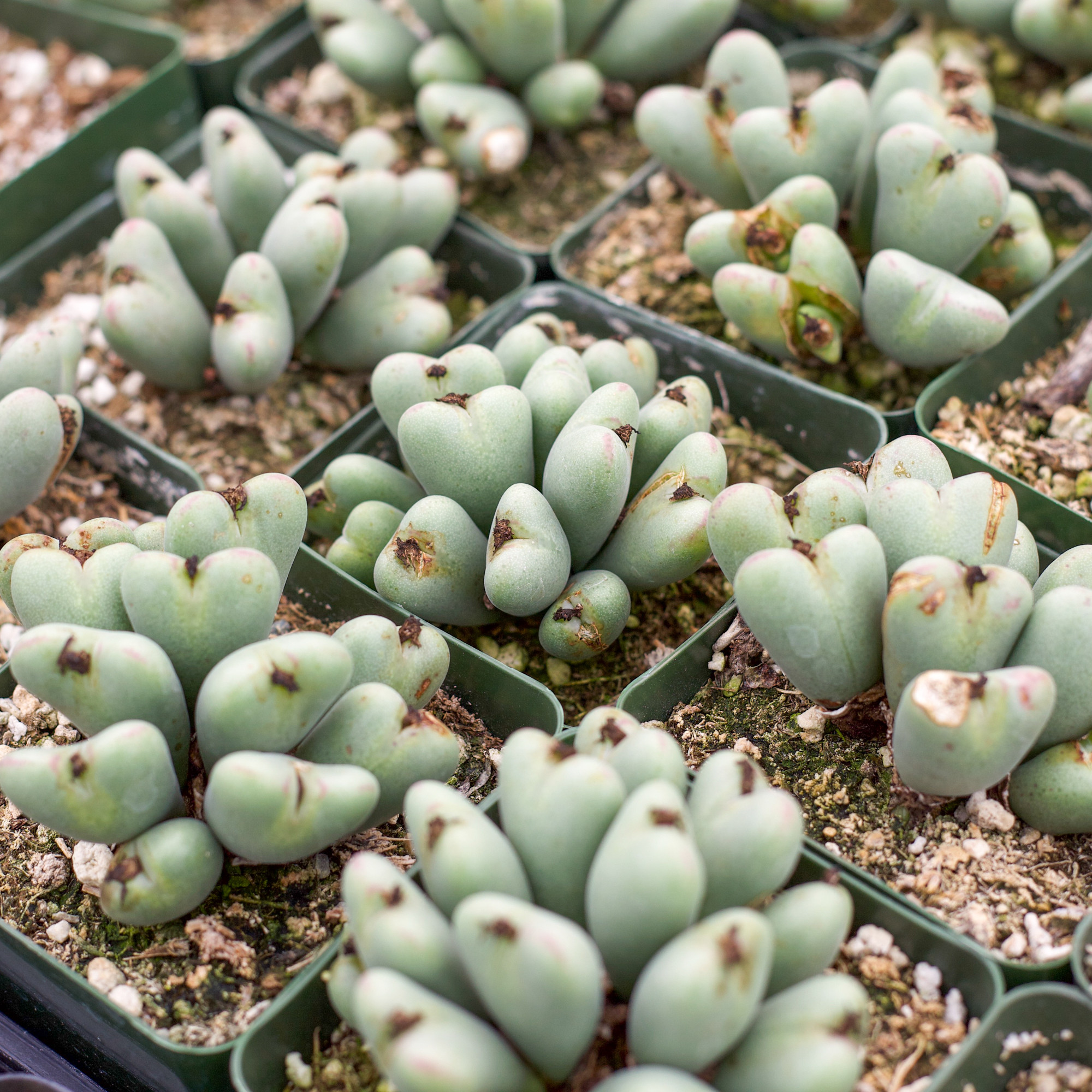 Rare heart-shaped Conophytum luisae succulent