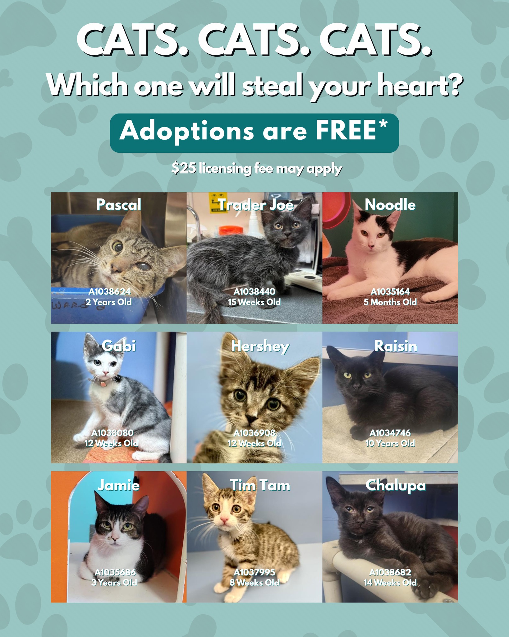 kitty様確認ページ Adopt a cat from Contra Costa Animal Services