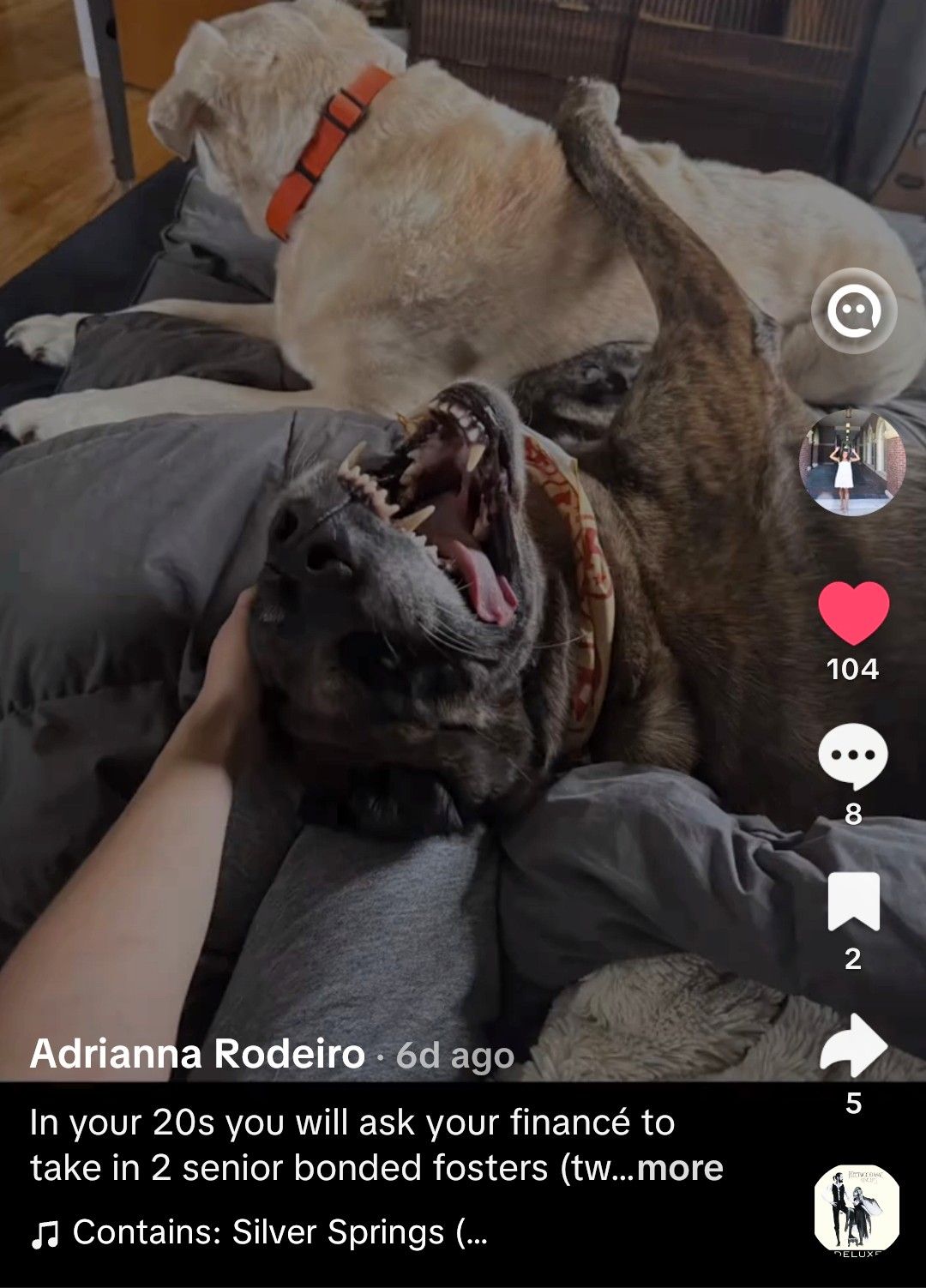 Rescue - Grab a tissue and watch Chewy & Brody's TikTok debut! 🥰 ⬇️ ...