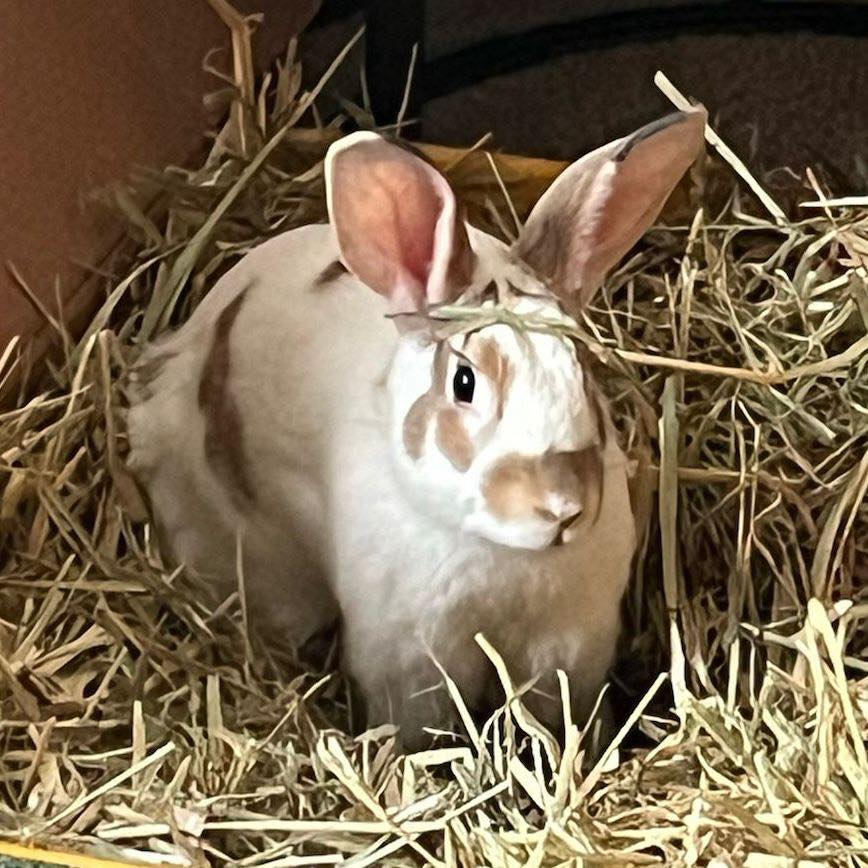 🌟 Orlando Update! 🌟 Look at... - Bunny Bunch Rabbit Rescue | Facebook