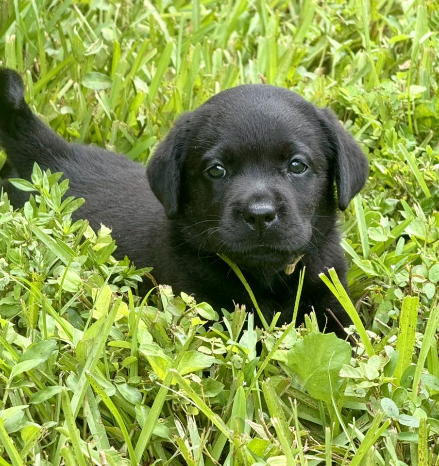 Picture of Remedy Labradors