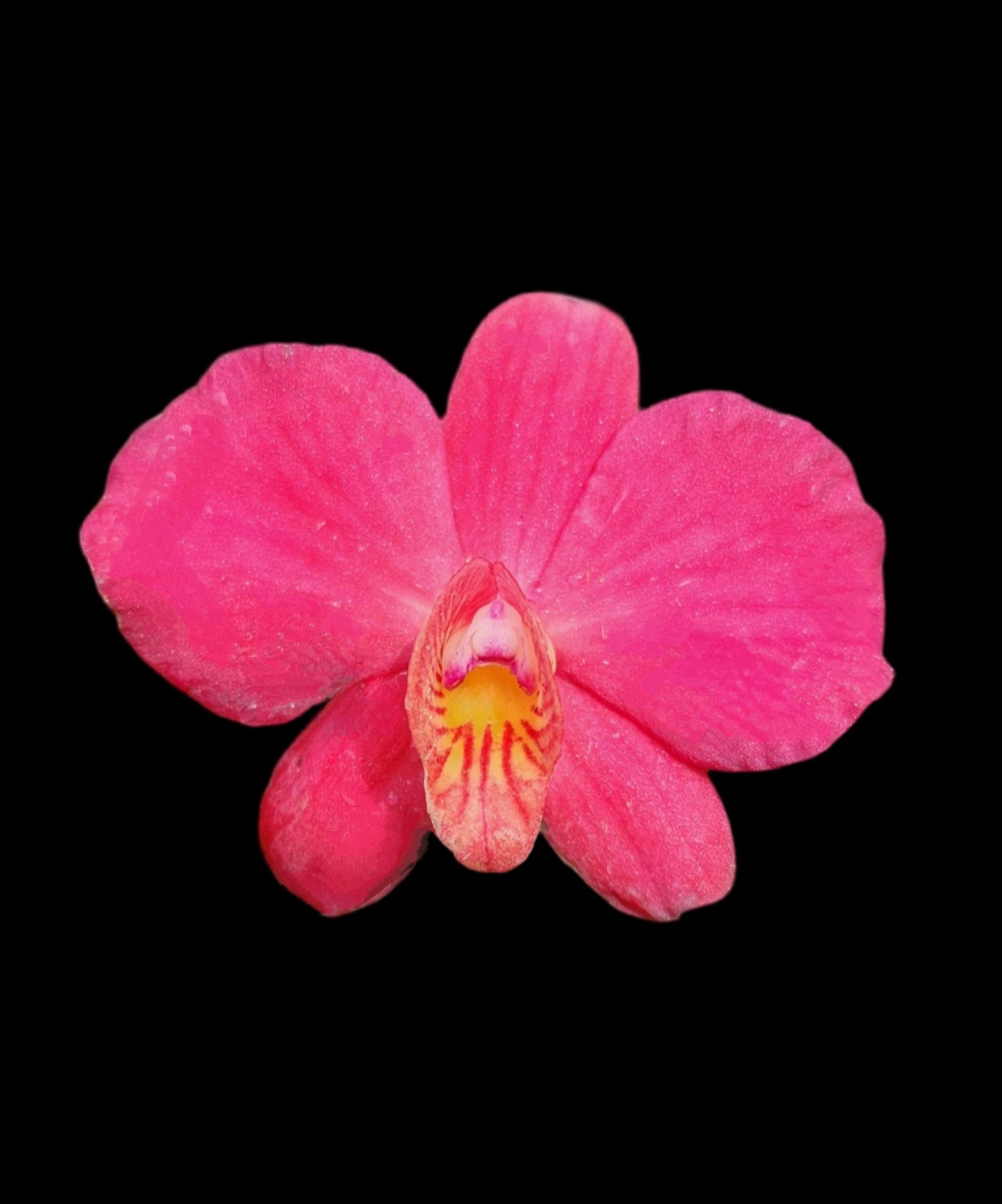 C. Wildfire (wittigiana x coccinea) #cattleya #orchid