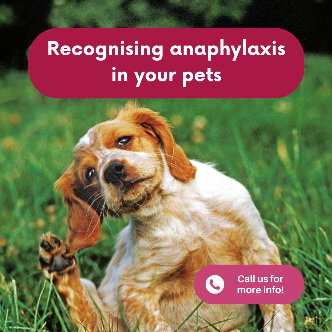 Avenue - Do you know how to recognise anaphylaxis in pets? Like us ...