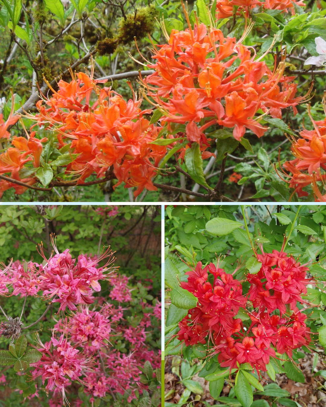 Jenkins - In a world brimming with breathtaking blooms, what sets a ...